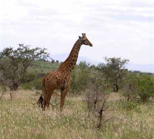 Giraffen
