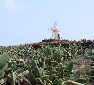 Cesar Manriques Kakteengarten