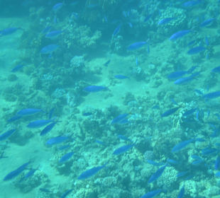 So sauber ist das Rote Meer;