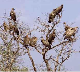 Seltene Geier im Tsavo-Ost