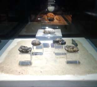 Kom Ombo - Krokodil-Museum