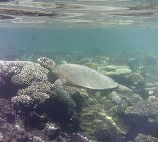 Turtle am Hausriff Hotel Tulip Resort