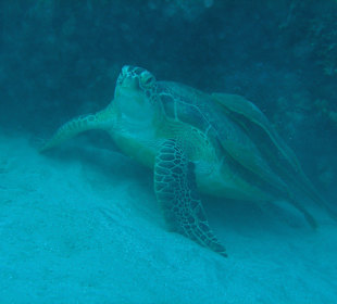Die hatte fast eineinhalb Meter. War am Hausriff