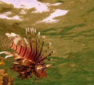 Feuerfisch am Hausriff Hotel Carnelia Beach Resort