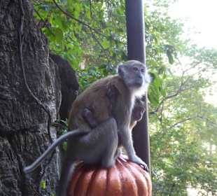 Viele Affen halten nach Essbarem Ausschau