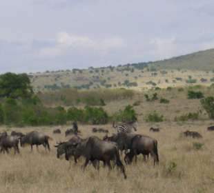 Gnus