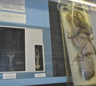 Národní muzeum