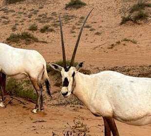 Der besondere Wüstenausflug