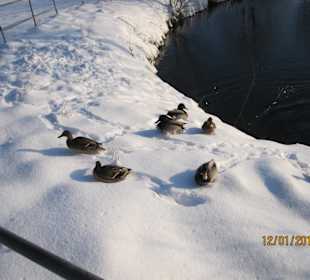 Enten am Teich