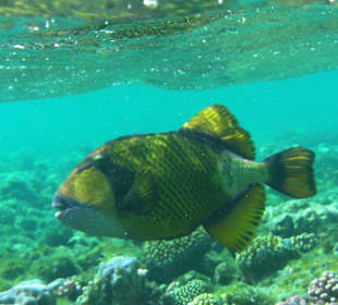 Riesen-Drückerfisch