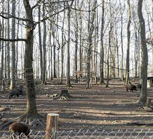 Wildpark Betzenberg in Kaiserslautern