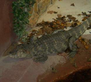 Krokodil