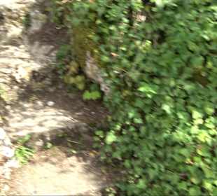 Wallersteiner Felsen