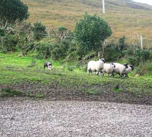 Kells Sheep Centre