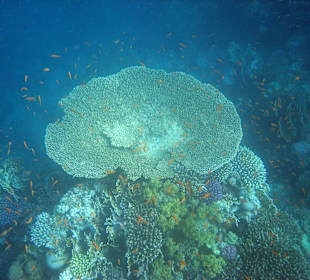 Tischkoralle am Riff