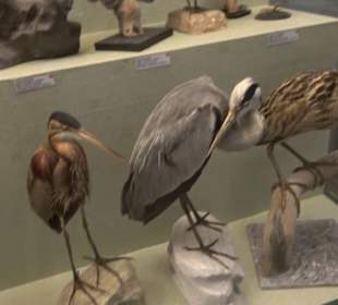 Naturhistorisches Museum