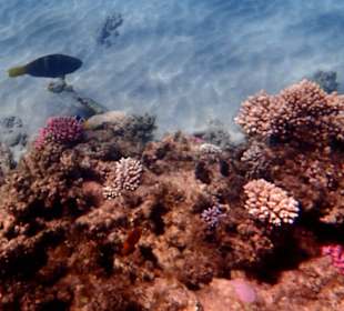 Das intakte Hausriff