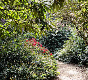 Spaziergang durch den Rhododendronpark Westerstede