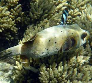 Schnorcheln Blue Bay