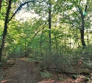 Eindrücke aus dem Neuenburger Urwald