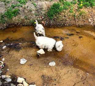 Seitlich am Straßenweg super für Hunde