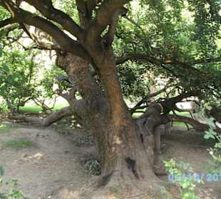 Cooler Baum