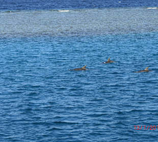 Schwimmen mit Delphinen