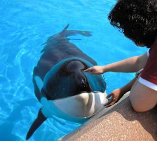 Orca