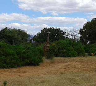 Giraffe