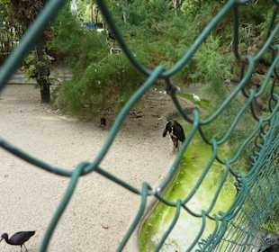 Brauner Sichler & Schwarzstorch 