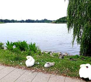 Wandern Bansin am See