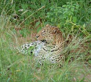 leopard