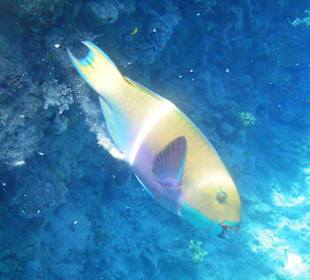 Unterwasserwelt Hotel Sharm Plaza