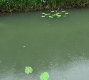 Fischlehrpfad Neu-Ulm