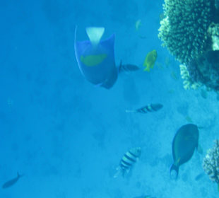 Bunte Fische beim Schnorcheln