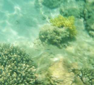 Риф недалеко от берега