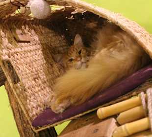 Котэ