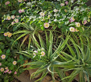 Impressionen vom Jardin des Plantes