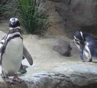 Riesiges Pinguinbecken