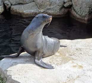 Bei den Robben im Zoo am Meer