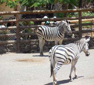 Zebras