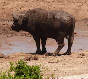 Wasserbüffel am Wasserloch 