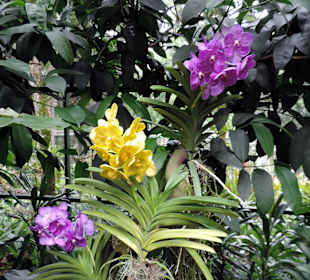 Storczyki w ogrodzie botanicznym w Singapurze