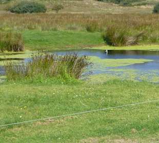 Langeoog - nicht Afrika!