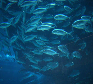 Ein Schwarm von Fischen