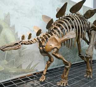 Mächtiger Körper,kleiner Kopf