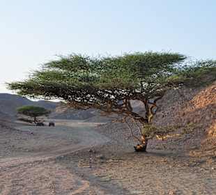 Desert