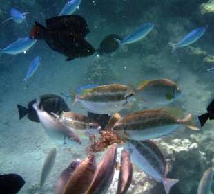 Beim Schnorcheln von der Seebrücke aus