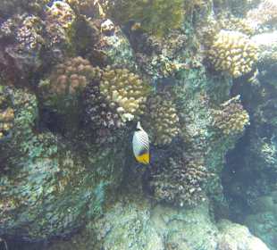 Falterfisch an Korallenwand
