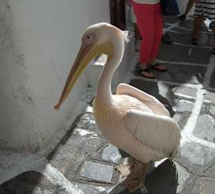Pelikan auf Mykonos